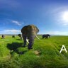 360°全景VR视频：《Africa非洲大陆》非洲大象 VR视频