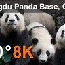 360°全景VR视频：《中国成都熊猫基地》 2K VR全景视频免费下载(2021)