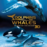 海豚与鲸-Dolphins & Whales Tribes of the Ocean-3D电影免费下载
