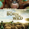 回归野性/天生狂野-Born to Be Wild-3D电影免费下载
